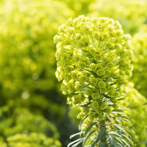 Euphorbia, Spurge, Euphorbia characias wulfenii