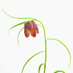 fritillaria meleagris, fritillary, snakes head fritillary