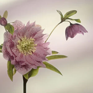 Hellebore, Open flower head on a stem, with a bud and second flower in side view