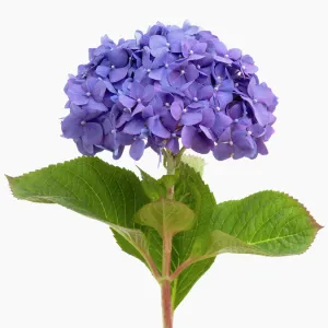 hydrangea macrophylla diamond blue, hydrangea