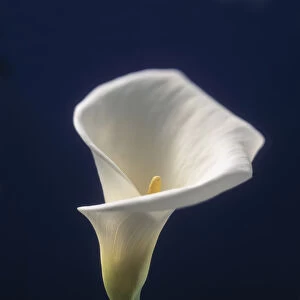 lily, arum lily, calla lily, zantedeschia aethiopica