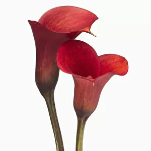 Lily, Calla lily, Zantedeschia rehmannii Mango