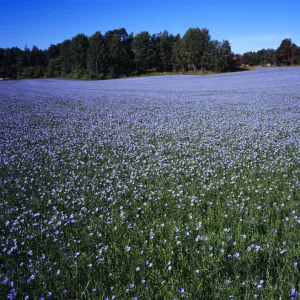 linseed, flax, linum usitatissimum