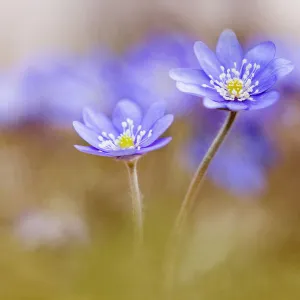 Liverwort, Hepatica Forest Blue