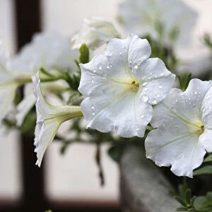 Petunia cultivar. Large, white, trumpet shaped flowers scattered with raindrops