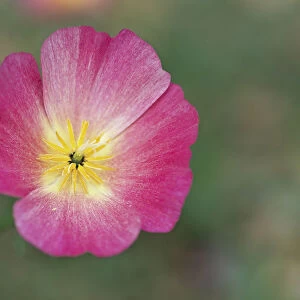 Poppy, Deep pink California poppy, Eschscholzia californica Carmine King