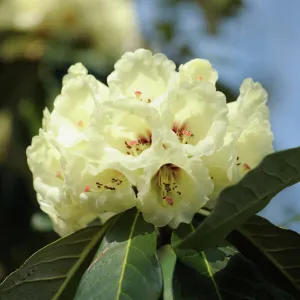 rhododendron macabeanum