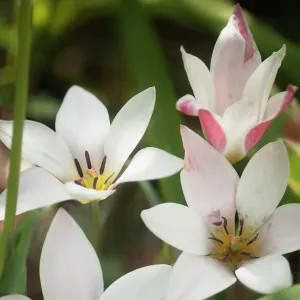 tulipa clusiana lady jane, tulip, white subject