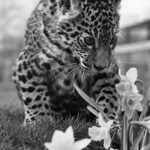 At only 7 months old Jasmin the Jaguar cub at Southam Tiger Park