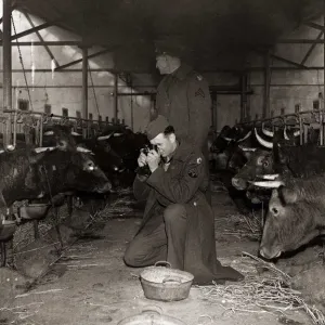 American soldiers, farmers in peace time, taking photographs of South Devon pedigree