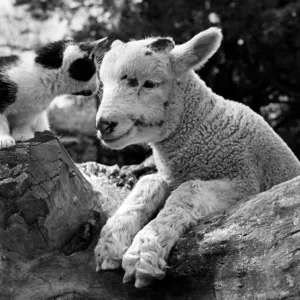 Animals, kitten and lamb at Chessington Zoo. September 1948 P000748