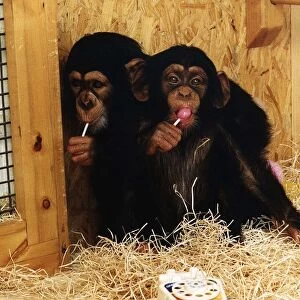 Animals Monkey Young Chimpanzees huddled together in a monkey house sucking lolly pops