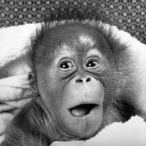 This baby Orang-Utan may have a surprised look on her face