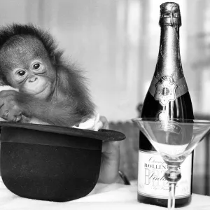 A baby Orangutan at Twycross Zoo beside a bottle of Bollinger Champagne