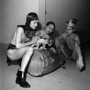 Cats (Domestic) Gallery: Balinese