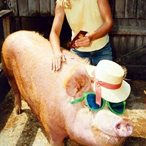 Betsy The Pig having Sun Tan lotion applied to her skin Sun Care A©mirrorpix