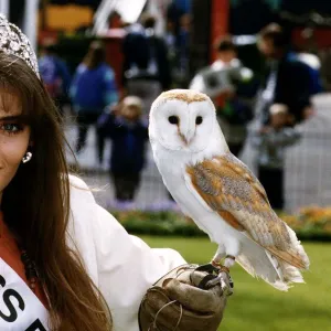 Birds Owls Barn Owl Tyto with winner of the Miss beautiful eyes competition in Britain