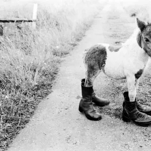 Britains smallest Shetland Pony Lucky. When she was born she was only 14