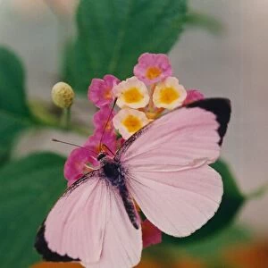A Cabbage Pink butterfly lands on a flower. 1st November 1994