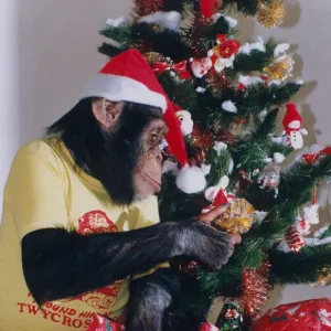 This chimp called Josie from Twycross zoo, Warwickshire is getting into party mood for