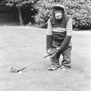 A Chimpanzee at Twycross Zoo playing a round of golf. 10th September 1980