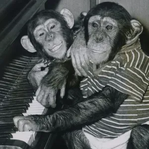 These two chimps, Bugsy & Jinxsy, both 3, are from Southam zoo