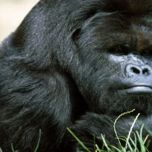 Close up of a Gorilla at a zoo in England July 1971