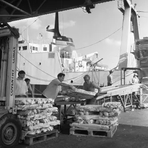 The crew of the St Jason seen here landing their catch of frozen cod. 22nd August 1968