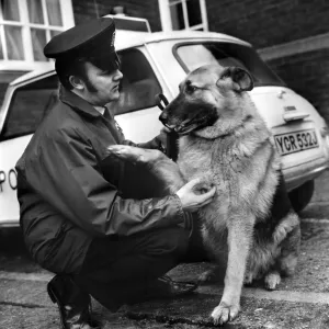 Duke an 8 year old police dog pictured with his handler P. C