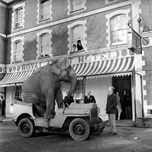 Elephant driving car. 1960 C34-002