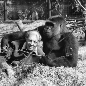 Etoumbie the gorilla with zoo keeper John Aspinall. August 1982 P004121