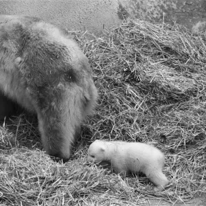 For the first time, Paddiwack the polar bear cub born to Sam