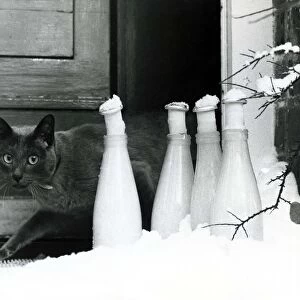 A grey cat skulks behind some frozen milk bottles in the snow