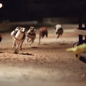 Greyhound Racing at Cleveland Park Stadium in Middlesbrough. 5th April 1994