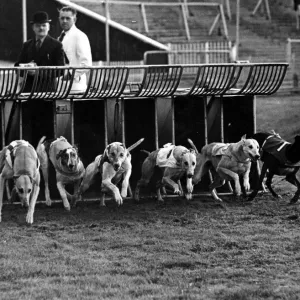 Greyhound Racing - Greyhounds leap out of the trap at a Cardiff Arms Park Greyhound