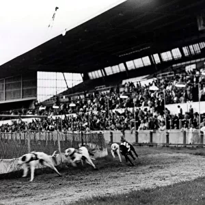 Greyhound racing picture shows: The scene at Cardiff Arms Park during the last race at