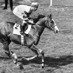 Be My Guest ridden by Lester Piggott in the 1977 Derby