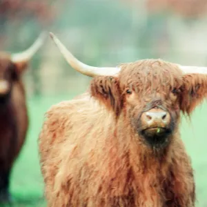 Highland Cattle at Stewart Park, Marton, Middlesbrough, England, 28th December 1993