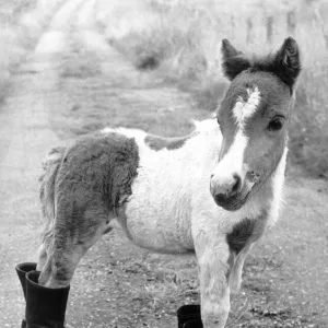 Horses Shetland Pony Ponies Britains smallest Shetland Pony Lucky