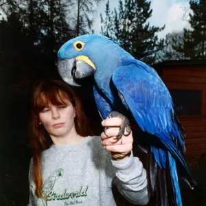 Hyacinth Macaw, an exotic bird February 1989 A©Mirrorpix