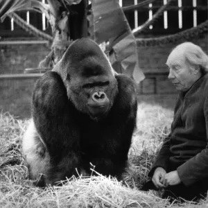 John Aspinall with his giant Silverback Gorrila ponders the problems of running his Zoo