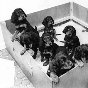 A large litter of Gordon Setter puppies