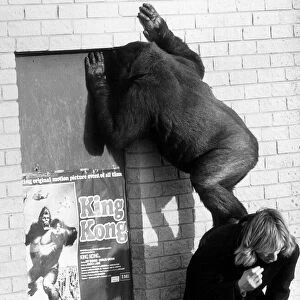 Lomie the gorilla after hearing that her hero King Kong was in town, in Blackpool Zoo