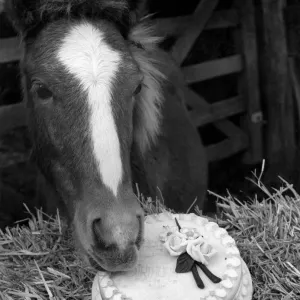 Lucky, tries his first birthday cake. October 1983 P004866