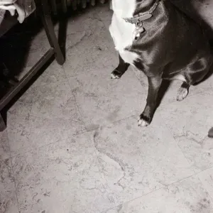 Mandy the Mongrel Dog Drinking Guinness from a bottle