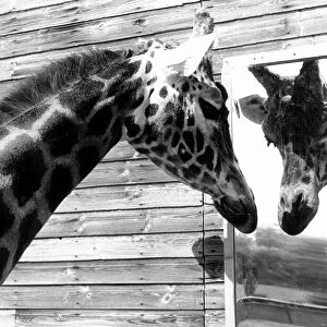 Maxi the Giraffe was lonely being on his own at Flamingo land wildlife park in Yorkshire
