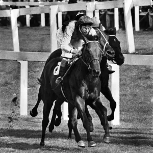 Ribocco Print: 1967 St. Leger Race Winner at Doncaster Ribocco Print: 1967 St. Leger Race Winner at Doncaster