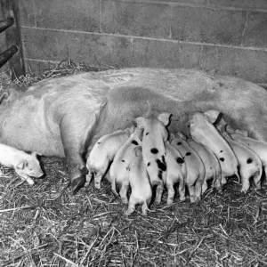 A Litter of Pigs Feeding Except for the Runt Print (00177) A Litter of Pigs Feeding Except for the Runt Print (00177)