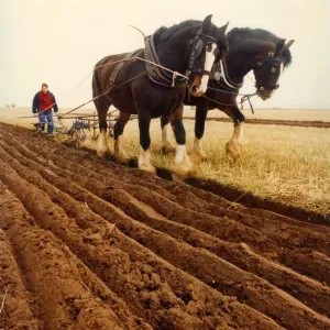 Two Shire Horses Ploughing Field Print (00177) Two Shire Horses Ploughing Field Print (00177)