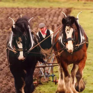 Dos caballos de la Shire, Duke (negro) y Sam, aran un campo en el antiguo manor en Beamish Open.